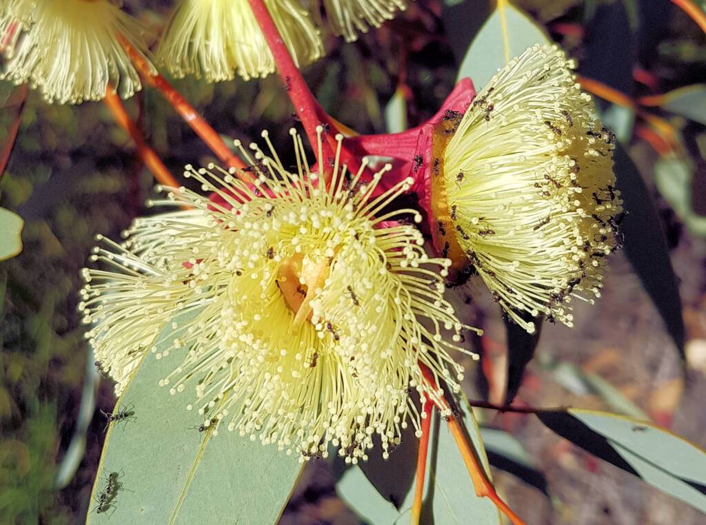 Red-bud Mallee (Eucalyptus pachyphylla), Central Australia, NT