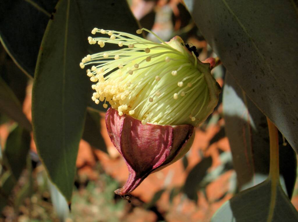 Red-bud Mallee (Eucalyptus pachyphylla), Alice Springs Desert Park, NT