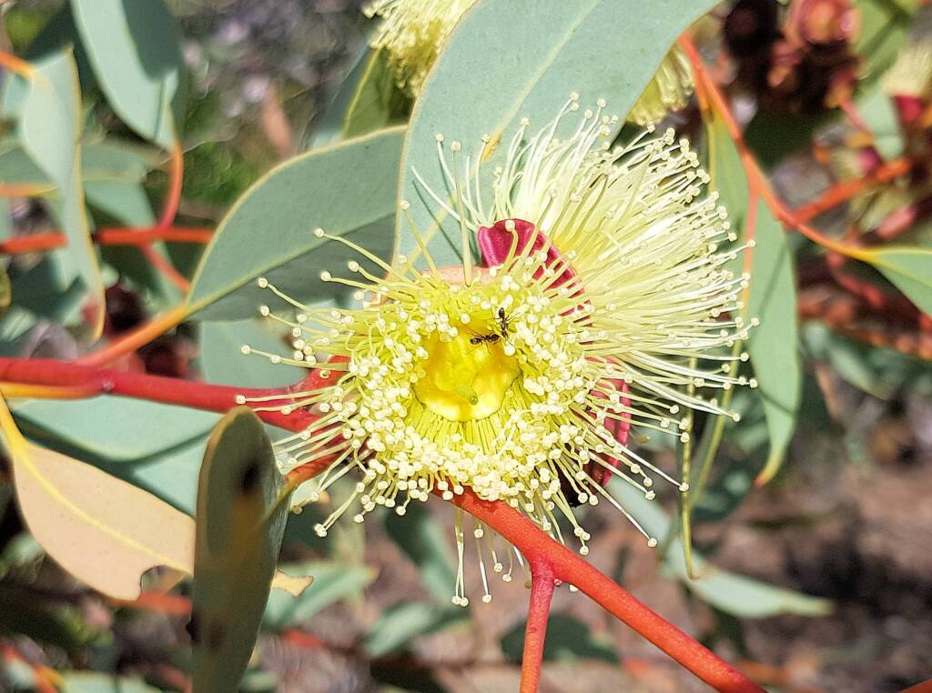 Red-bud Mallee (Eucalyptus pachyphylla), Alice Springs Desert Park, NT
