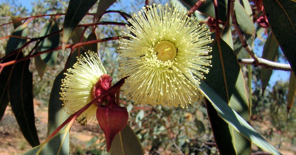 Red-Bud Mallee (Eucalyptus pachyphylla), Olive Pink Botanic Garden