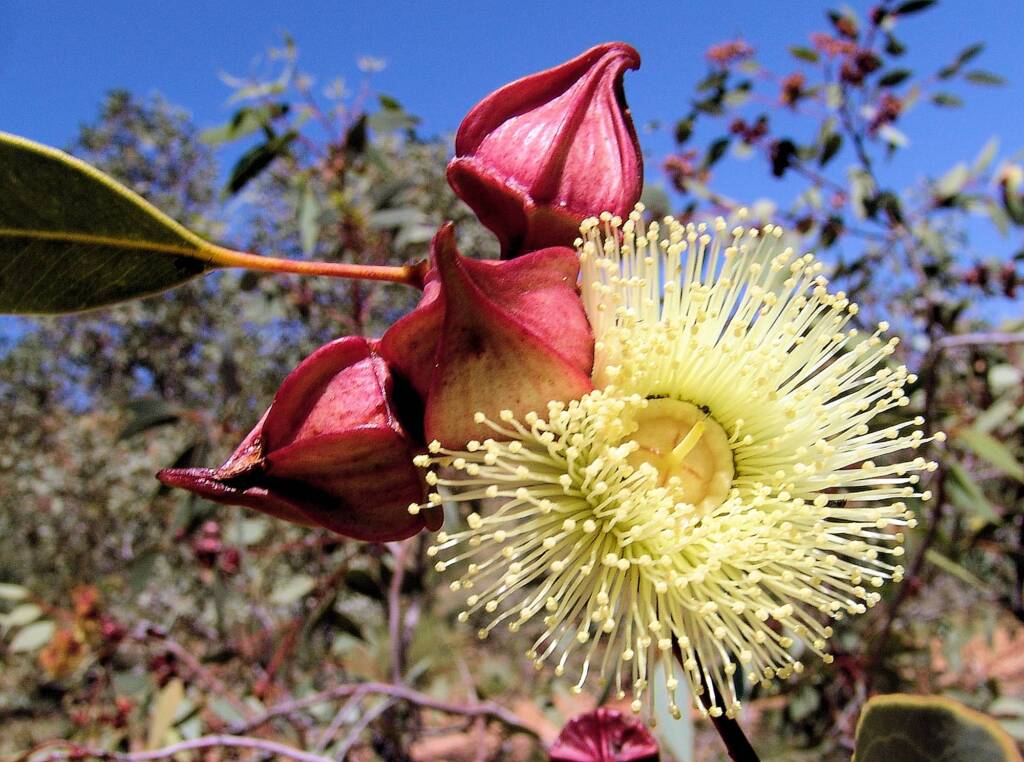 Red-Bud Mallee (Eucalyptus pachyphylla), Olive Pink Botanic Garden