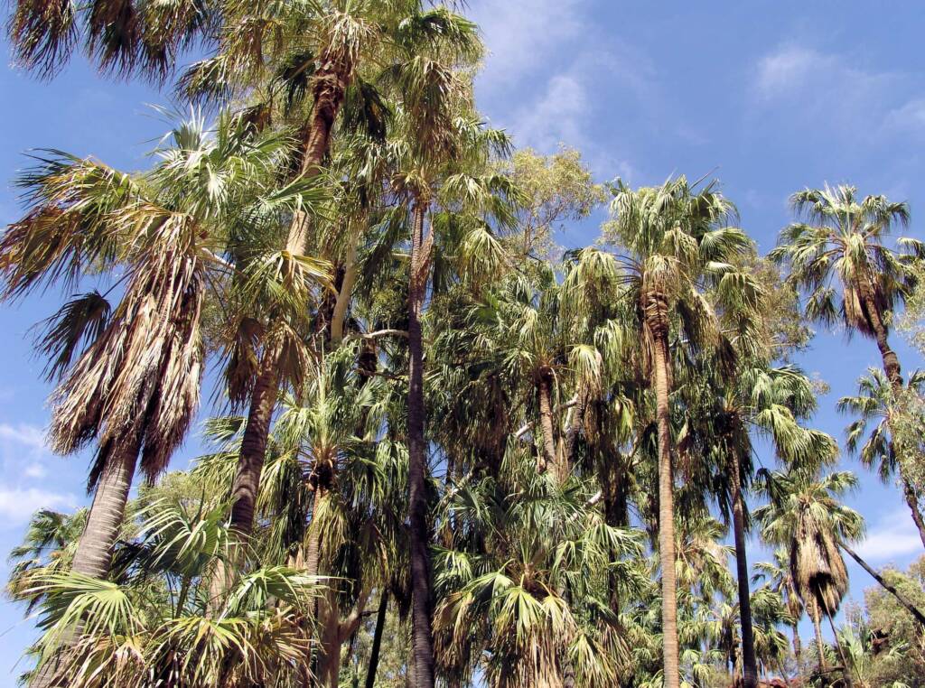 Red Cabbage Palm (Livistona mariae), Palm Valley