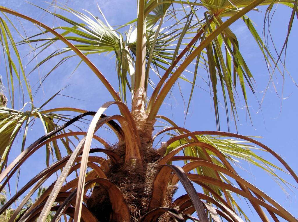 Red Cabbage Palm (Livistona mariae), Palm Valley