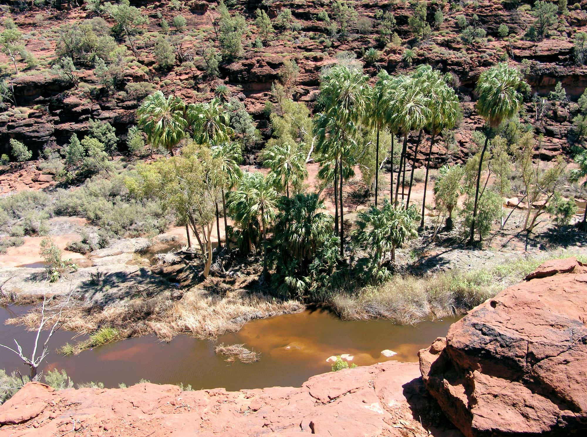 Red Cabbage Palms, Palm Valley, Finke Gorge National Park, 2007