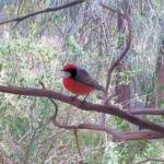 Red-capped Robin (Petroica goodenovii), Alice Springs Desert Park, NT