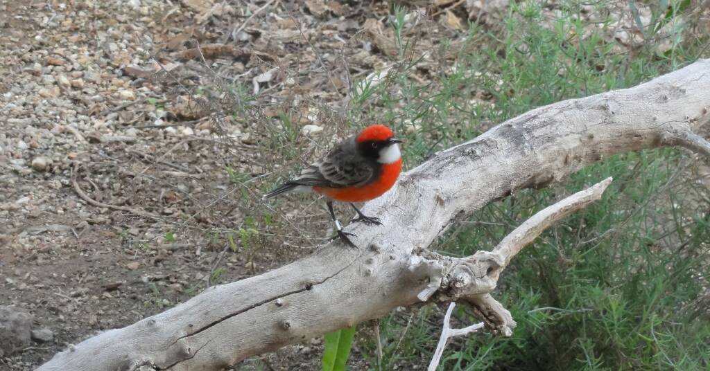 Red-capped Robin (Petroica goodenovii), Alice Springs Desert Park, NT