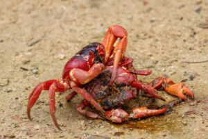 Red Crab (Gecarcoidea natalis) feasting on Red Crab, Christmas Island © Tanya Hattingh