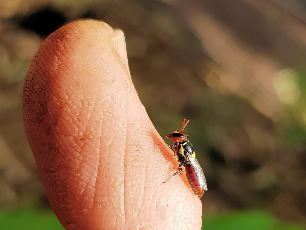 Red-headed Masked Bee (Hylaeus ruficeps), Alice Springs NT