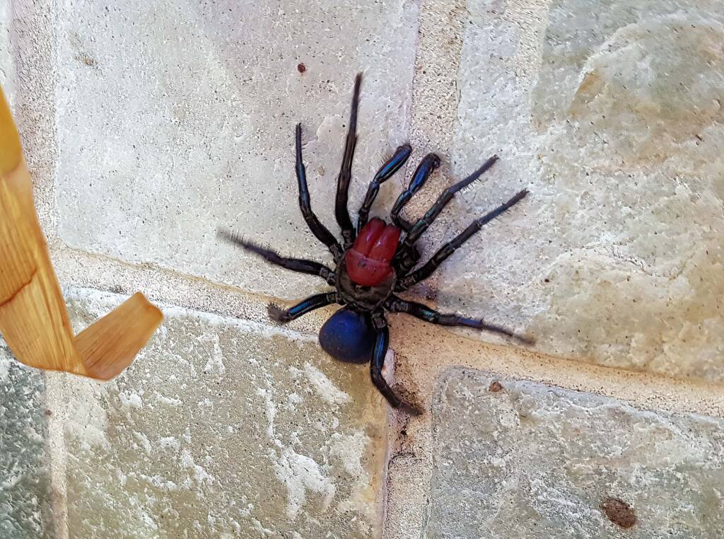 Red-headed Mouse Spider (Missulena occatoria), Alice Springs, NT