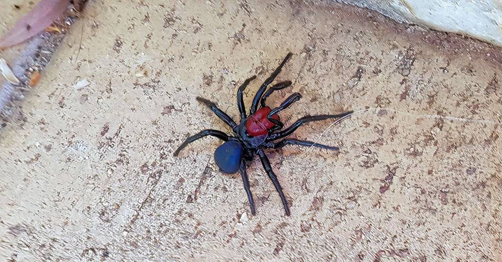 Red-headed Mouse Spider (Missulena occatoria), Alice Springs, NT