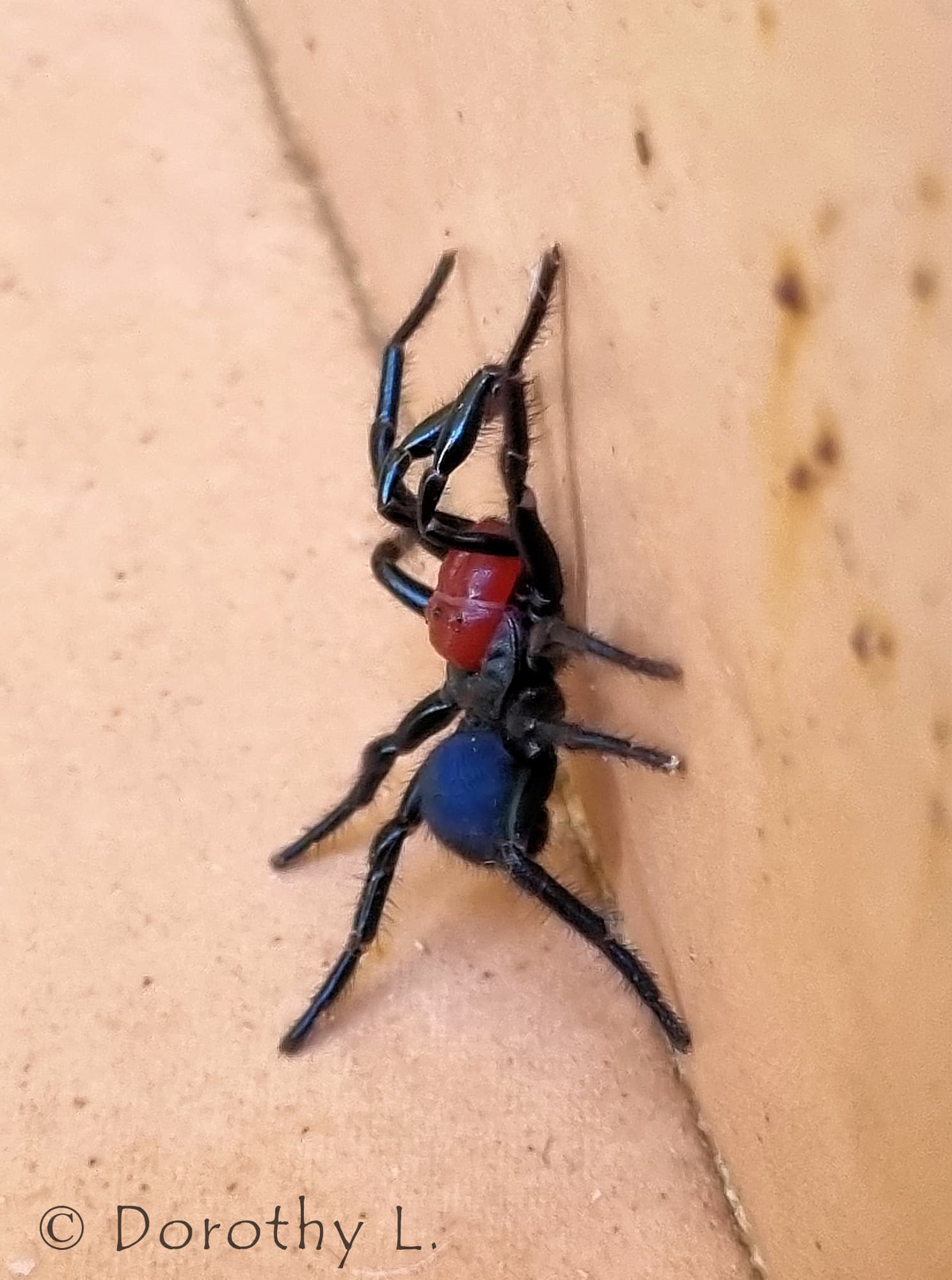 Missulena occatoria (Redheaded Mouse Spider) Ausemade