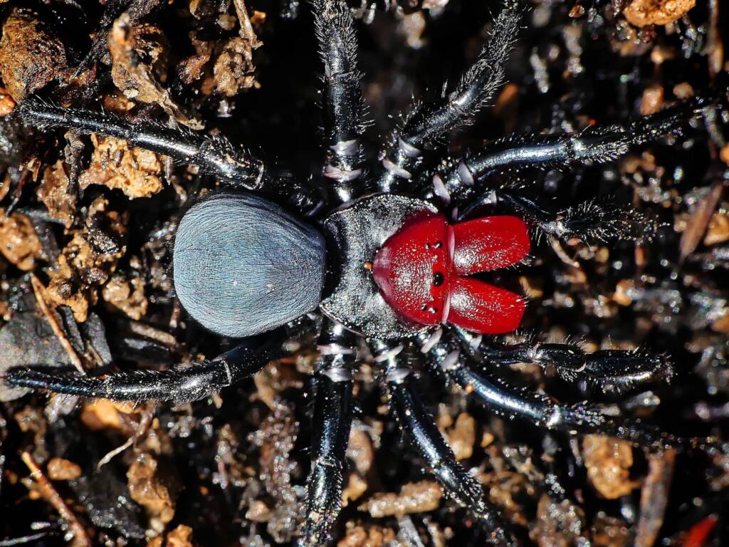 Red-headed Mouse Spider (Missulena occatoria), Belair SA © Marianne Broug