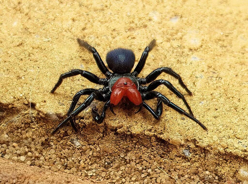 Red-headed Mouse Spider (Missulena occatoria), Alice Springs NT