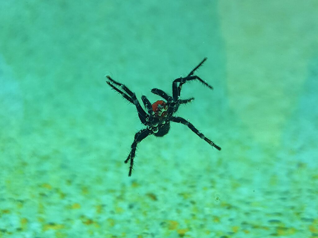 Male Red-headed Mouse Spider (Missulena occatoria), Alice Springs, NT