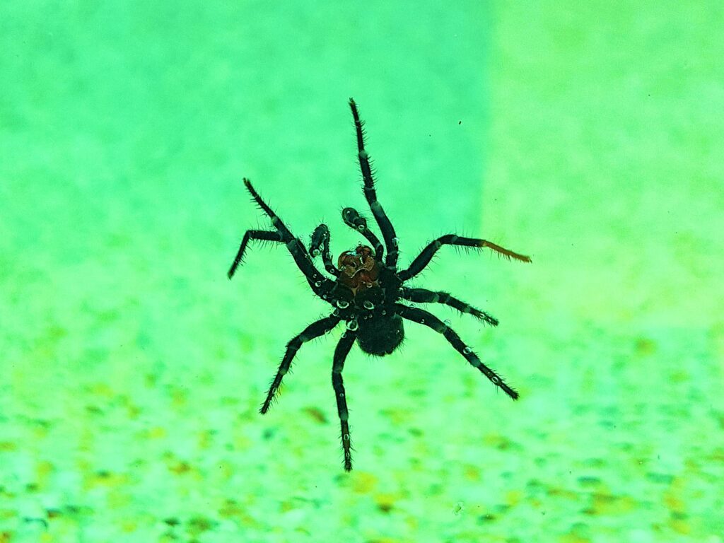 Male Red-headed Mouse Spider (Missulena occatoria), Alice Springs, NT