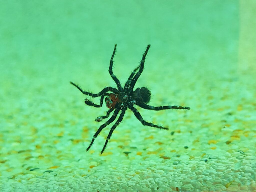 Male Red-headed Mouse Spider (Missulena occatoria), Alice Springs, NT
