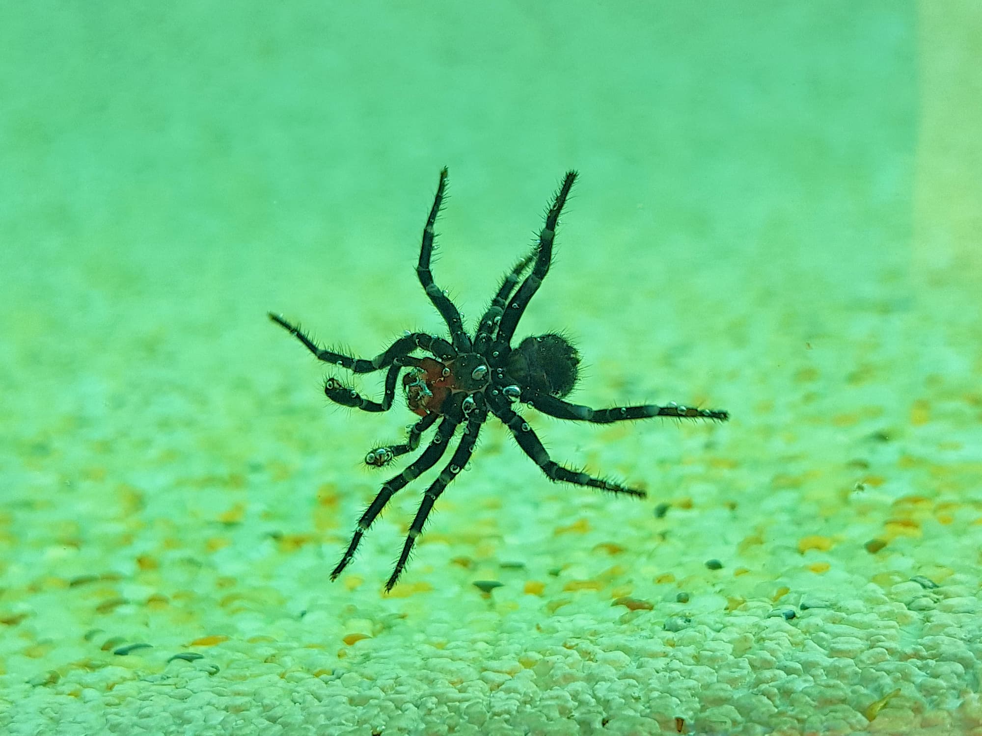 A male red-head saved from a watery grave