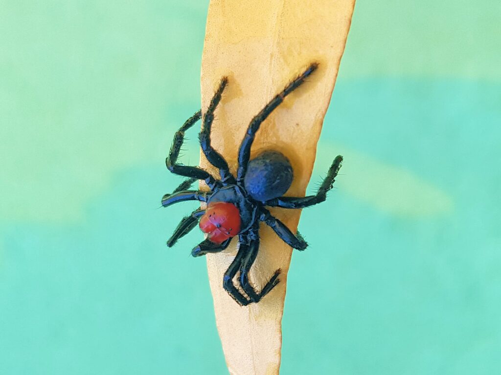 Male Red-headed Mouse Spider (Missulena occatoria), Alice Springs, NT