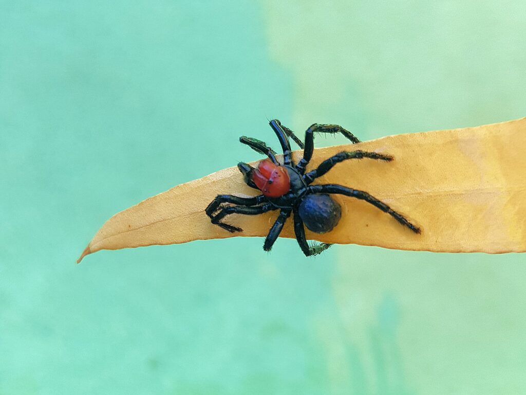 Male Red-headed Mouse Spider (Missulena occatoria), Alice Springs, NT