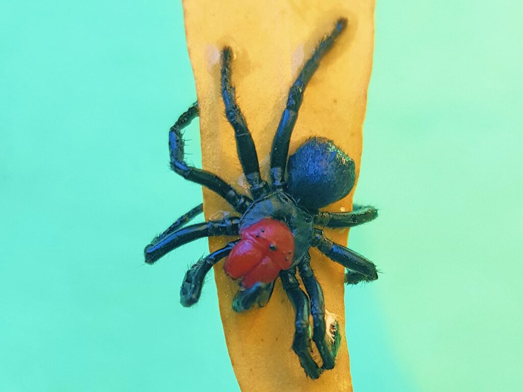 Male Red-headed Mouse Spider (Missulena occatoria), Alice Springs, NT