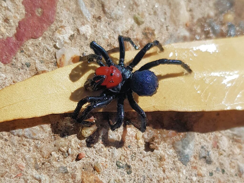 Male Red-headed Mouse Spider (Missulena occatoria), Alice Springs, NT