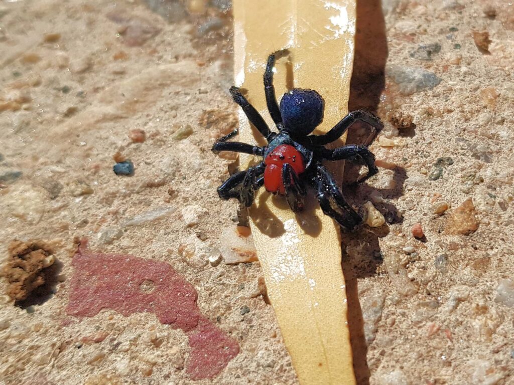 Male Red-headed Mouse Spider (Missulena occatoria), Alice Springs, NT