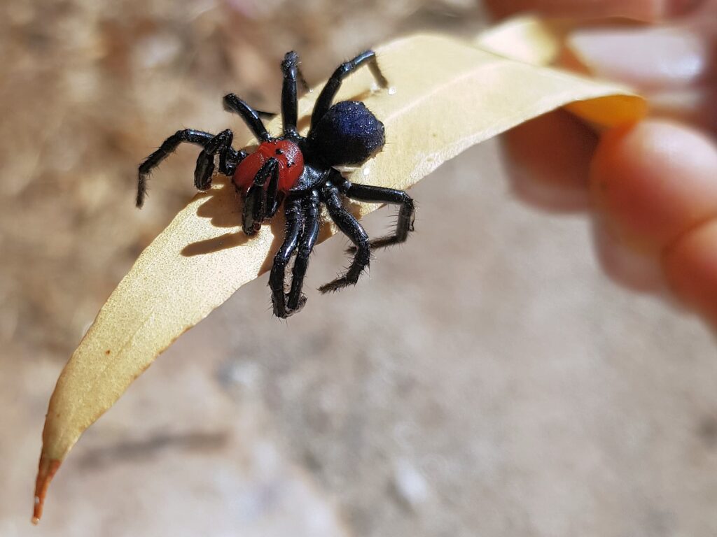 Male Red-headed Mouse Spider (Missulena occatoria), Alice Springs, NT