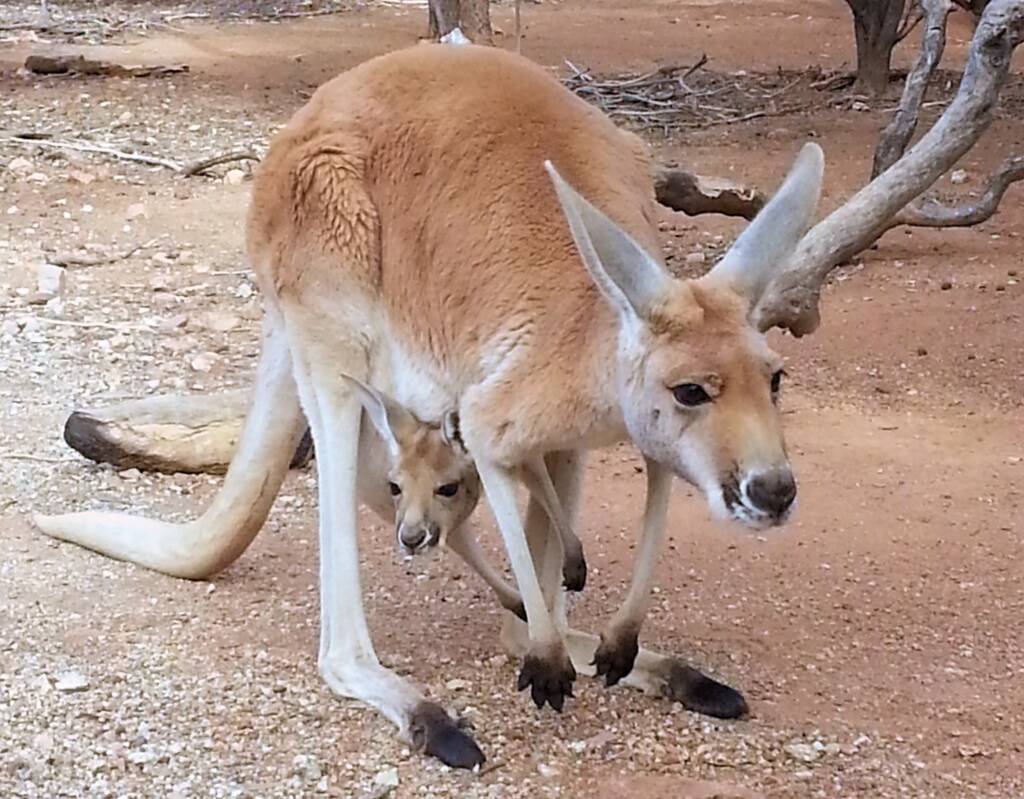 Red Kangaroo with joey in pouch (Osphranter rufus)