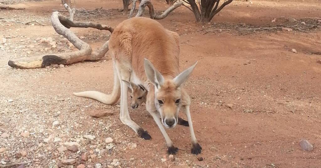 Red Kangaroo with joey (Osphranter rufus)