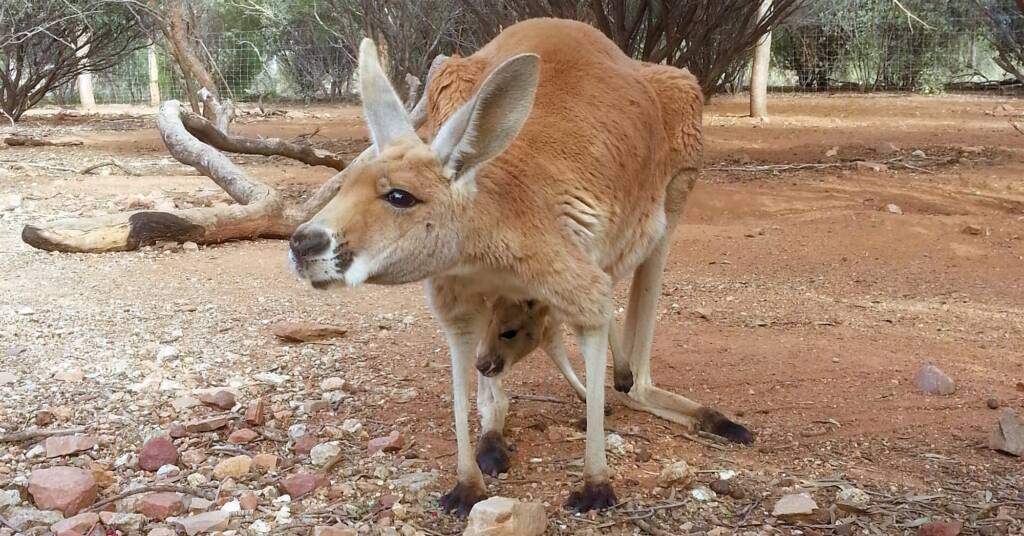 Red Kangaroo with joey (Osphranter rufus)