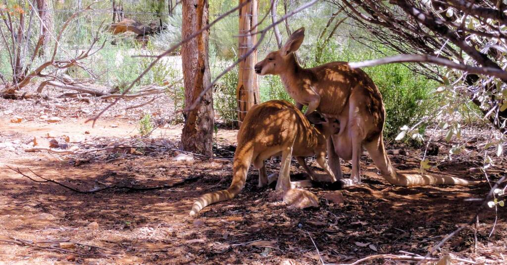 Red Kangaroos (Osphranter rufus)