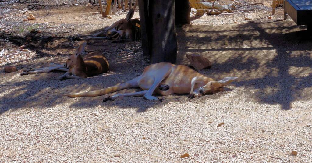 Red Kangaroos (Osphranter rufus)