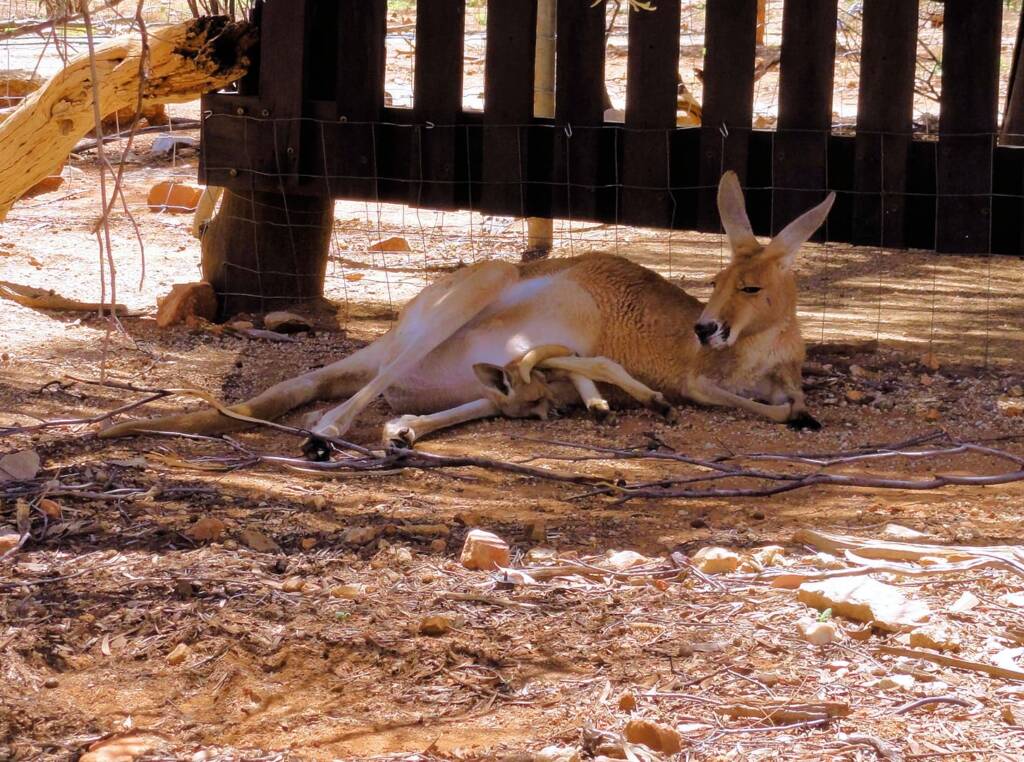 Red Kangaroo with joey in pouch (Osphranter rufus)