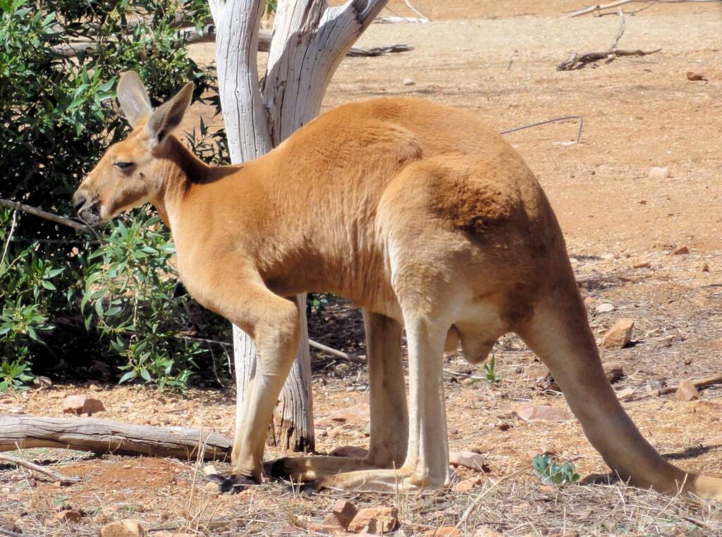 Red Kangaroo (Osphranter rufus)