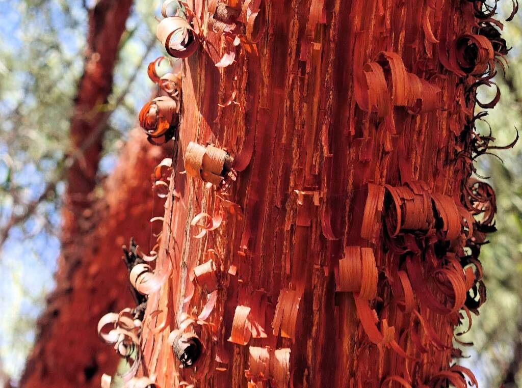 Red Mulga (Acacia cyperophylla), Alice Springs Desert Park