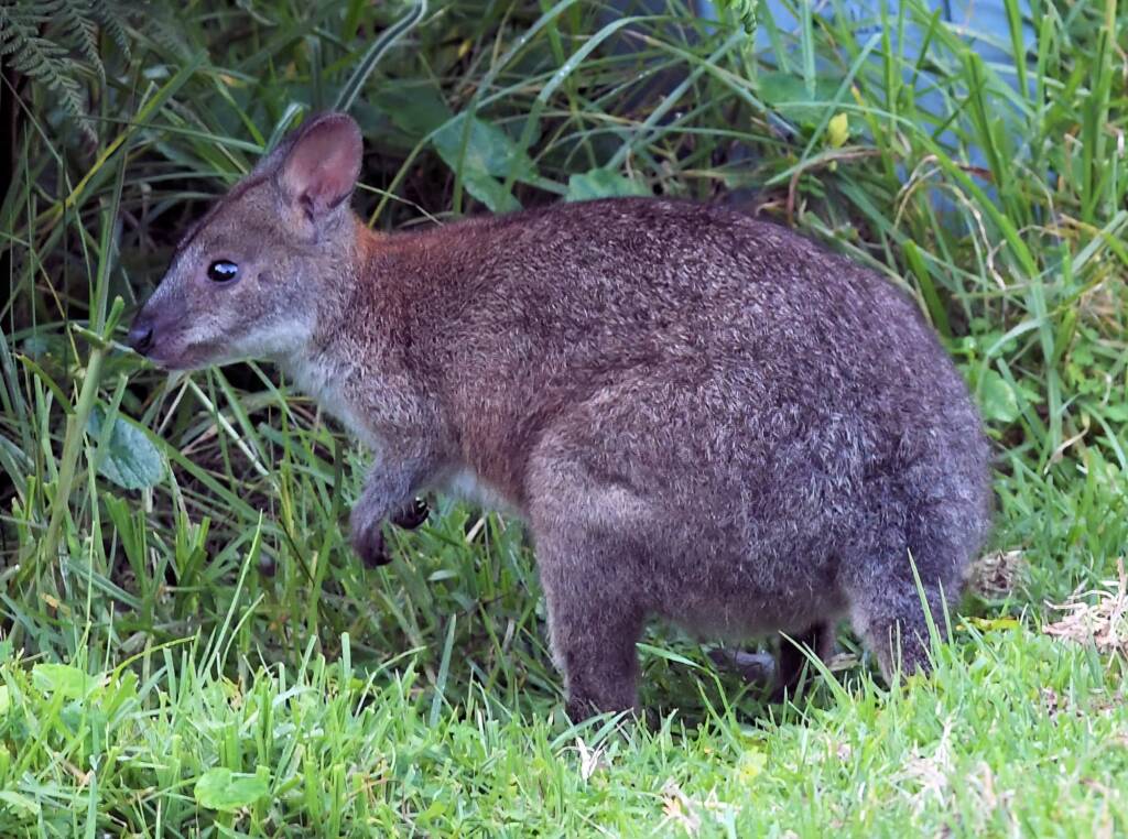 Red-necked Pademelon (Thylogale thetis), O'Reilly, Lamington National Park, QLD