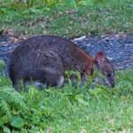 Red-necked Pademelon (Thylogale thetis), O'Reilly, Lamington National Park, QLD