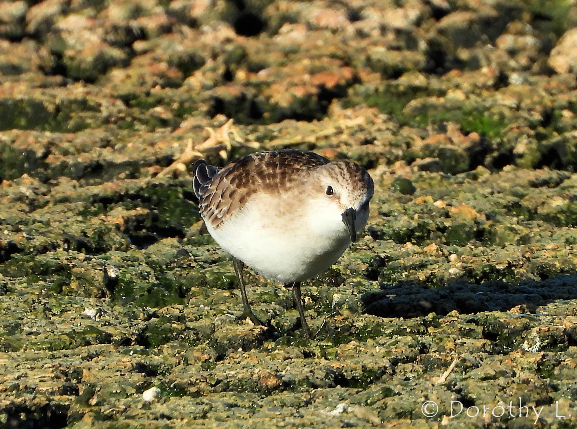 Red-necked Stint (Calidris ruficollis)