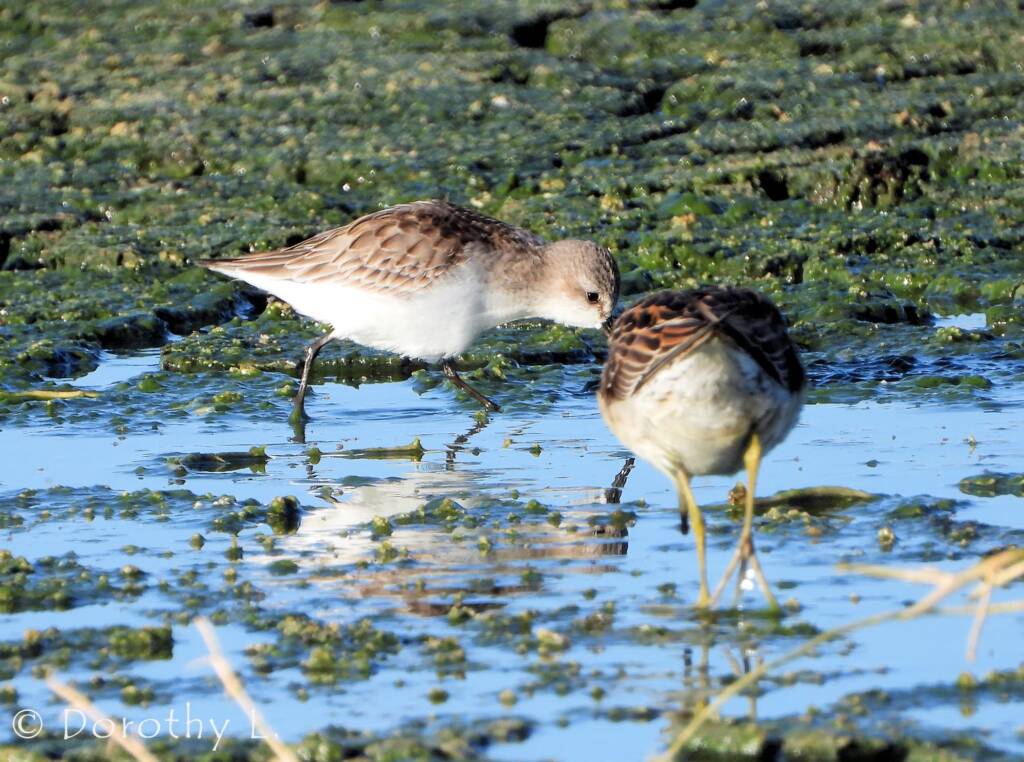 Red-necked Stint and Sharp-tailed Sandpiper