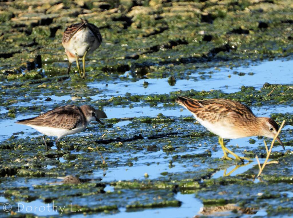 Red-necked Stint and Sharp-tailed Sandpipers