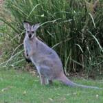 Red-necked Wallaby (Notamacropus rufogriseus), Southern Downs QLD © Marc Newman
