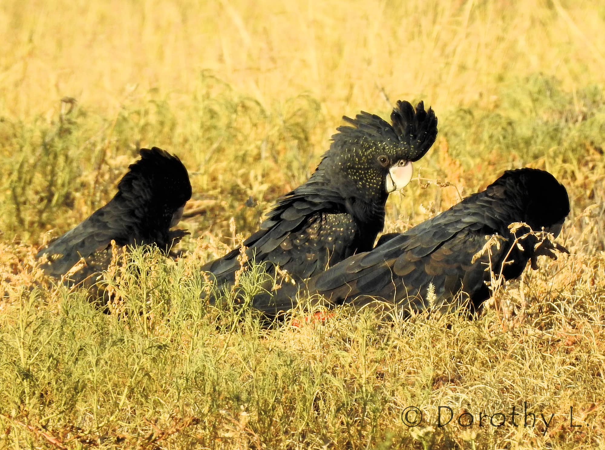 Red-tailed Black Cockatoos (Calyptorhynchus banksii)