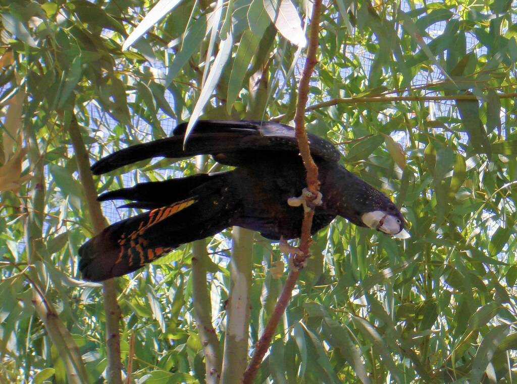 Red-tailed Black Cockatoo (Calyptorhynchus banksii)