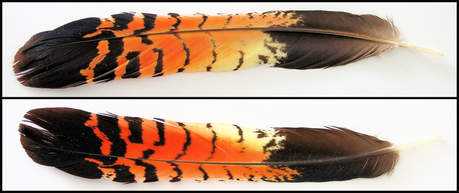 Redtailed Black Cockatoo Ausemade