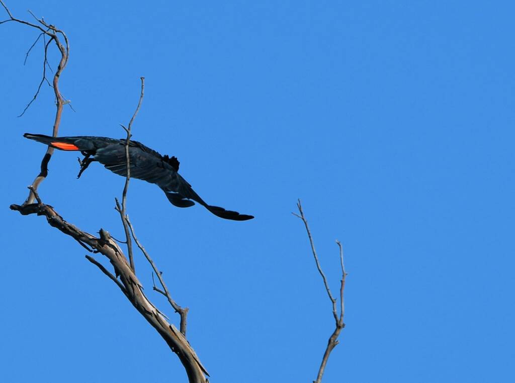 Red-tailed Black Cockatoo, Redbank Waterhole © Dorothy Latimer