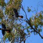 Red-tailed Black Cockatoo (Calyptorhynchus banksii), Owen Springs Reserve NT © Dorothy Latimer