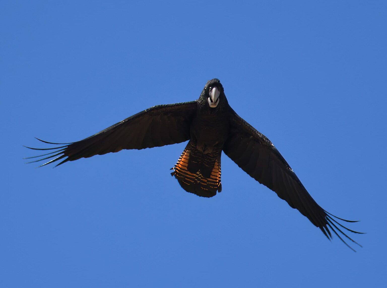 Redtailed Black Cockatoo in flight Ausemade