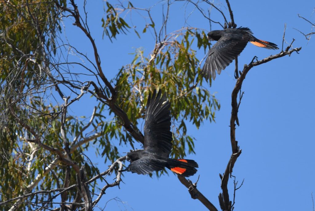 Red-tailed Black Cockatoo (mating pair), Central Australia © Dorothy Latimer