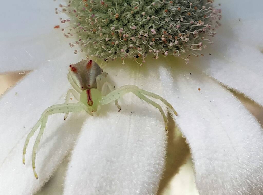 Red-tipped Crab Spider (Sidymella rubrosignata) on a Flannel Flower, Stony Range Regional Botanic Garden, Dee Why NSW