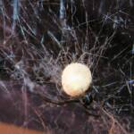 Redback Spider (Latrodectus hasselti), Alice Springs, NT